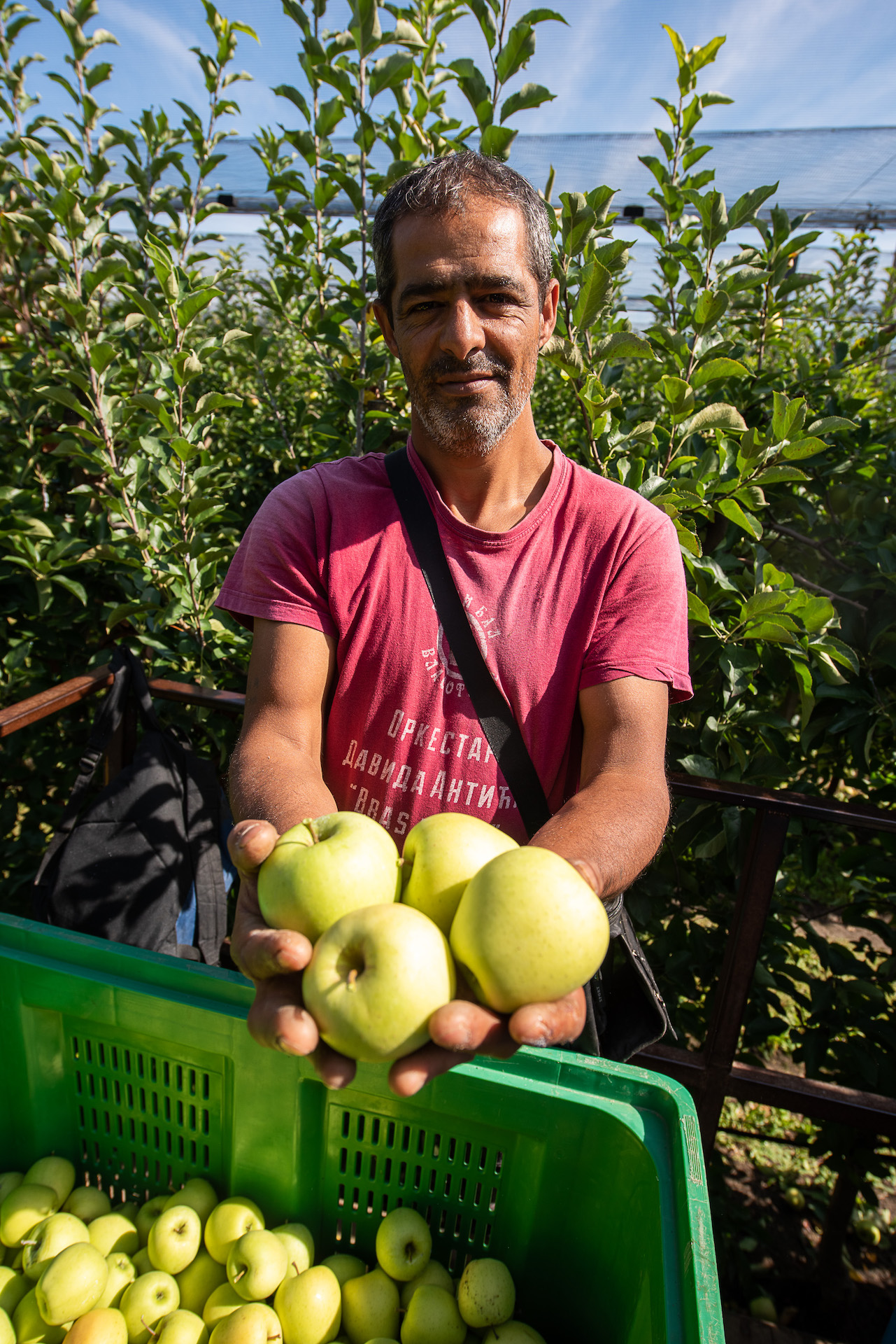 Ein Mann in rotem T-Shirt steht vor Apfelbäumen und hält vier grüne Äpfel in die Kamera.