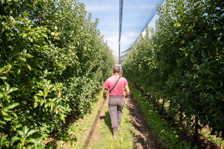 Ein Mann in Gummistiefeln, rotem T-Shirt und grauer Hose geht mit dem Rücken zur Kamera zwischen zwei Reihen von Apfelbäumen entlang.